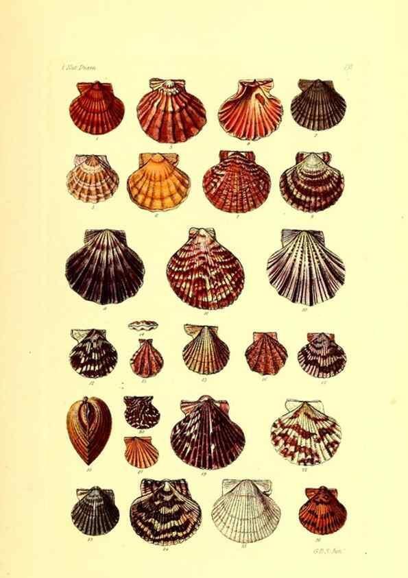 Reproducción/Reproduction 49492042887: Thesaurus conchyliorum, or, Monographs of genera of shells. London :Sowerby ...,1847-1887.. 