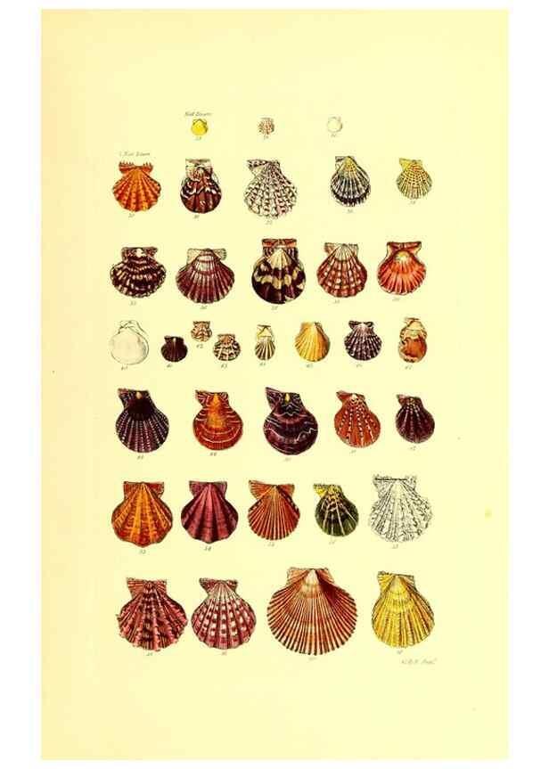 Reproducción/Reproduction 49491331768: Thesaurus conchyliorum, or, Monographs of genera of shells. London :Sowerby ...,1847-1887.. 