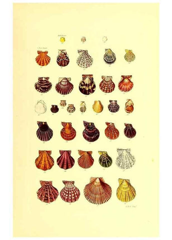 Reproducción/Reproduction 49491331768: Thesaurus conchyliorum, or, Monographs of genera of shells. London :Sowerby ...,1847-1887.. 