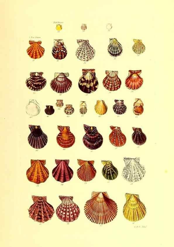Reproducción/Reproduction 49491331768: Thesaurus conchyliorum, or, Monographs of genera of shells. London :Sowerby ...,1847-1887.. 