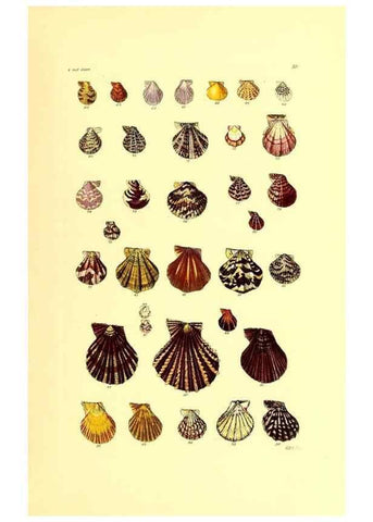 Reproducción/Reproduction 49492043587: Thesaurus conchyliorum, or, Monographs of genera of shells. London :Sowerby ...,1847-1887.. 