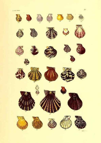 Reproducción/Reproduction 49492043587: Thesaurus conchyliorum, or, Monographs of genera of shells. London :Sowerby ...,1847-1887.. 