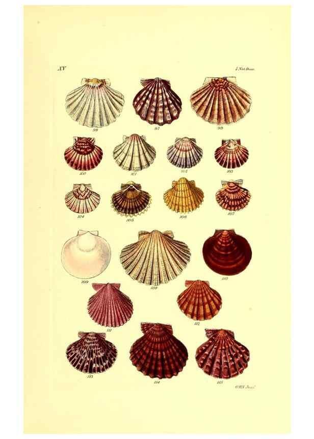 Reproducción/Reproduction 49492043847: Thesaurus conchyliorum, or, Monographs of genera of shells. London :Sowerby ...,1847-1887.. 