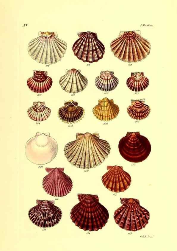 Reproducción/Reproduction 49492043847: Thesaurus conchyliorum, or, Monographs of genera of shells. London :Sowerby ...,1847-1887.. 