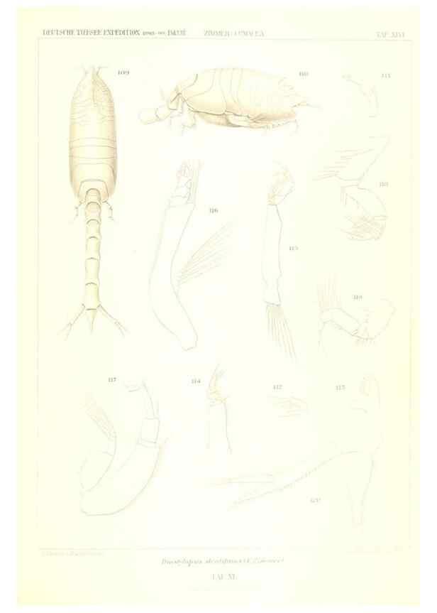 Reproducción/Reproduction 49489000473: Wissenschaftliche Ergebnisse der Deutschen Tiefsee-Expedition auf dem Dampfer ""Valdivia"" 1898-1899.. Jena,G. Fischer,1902-40.. 