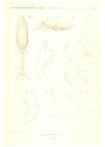 Reproducción/Reproduction 49489000473: Wissenschaftliche Ergebnisse der Deutschen Tiefsee-Expedition auf dem Dampfer ""Valdivia"" 1898-1899.. Jena,G. Fischer,1902-40.. 