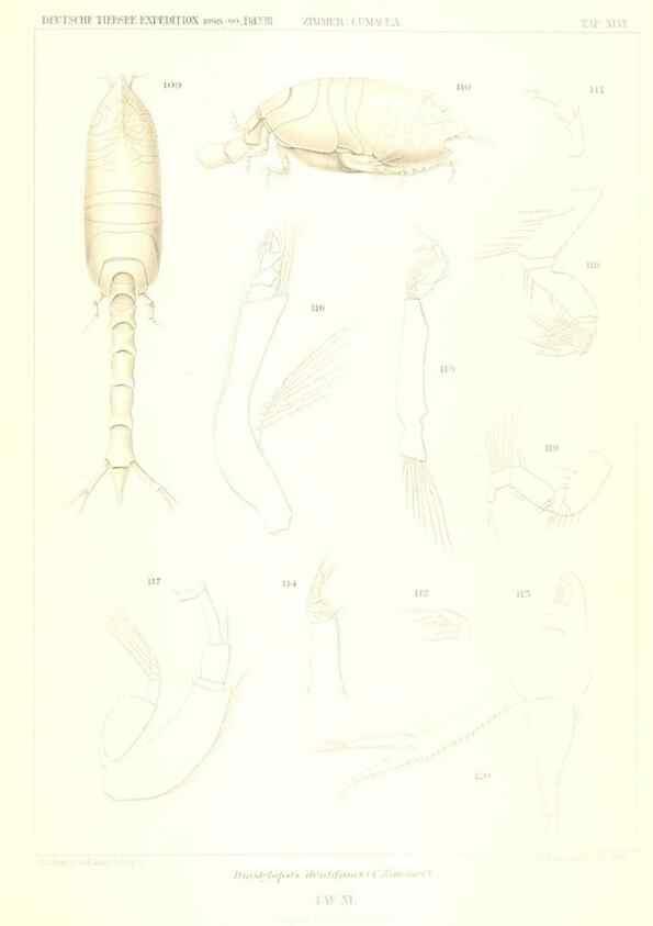 Reproducción/Reproduction 49489000473: Wissenschaftliche Ergebnisse der Deutschen Tiefsee-Expedition auf dem Dampfer ""Valdivia"" 1898-1899.. Jena,G. Fischer,1902-40.. 