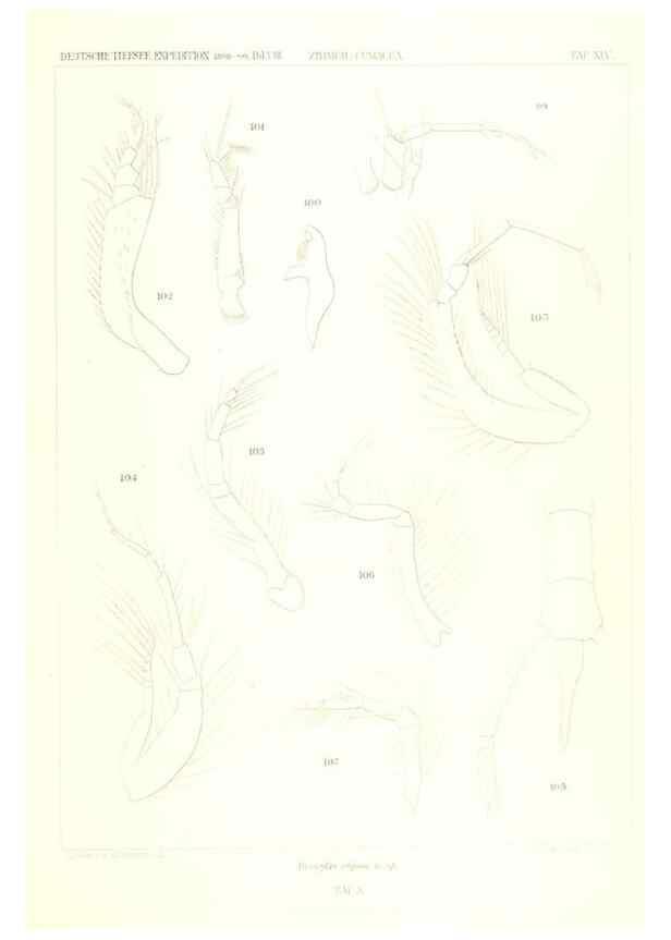 Reproducción/Reproduction 49489707527: Wissenschaftliche Ergebnisse der Deutschen Tiefsee-Expedition auf dem Dampfer ""Valdivia"" 1898-1899.. Jena,G. Fischer,1902-40.. 