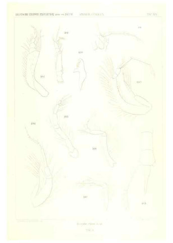 Reproducción/Reproduction 49489707527: Wissenschaftliche Ergebnisse der Deutschen Tiefsee-Expedition auf dem Dampfer ""Valdivia"" 1898-1899.. Jena,G. Fischer,1902-40.. 