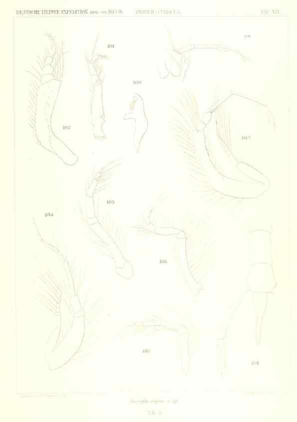 Reproducción/Reproduction 49489707527: Wissenschaftliche Ergebnisse der Deutschen Tiefsee-Expedition auf dem Dampfer ""Valdivia"" 1898-1899.. Jena,G. Fischer,1902-40.. 