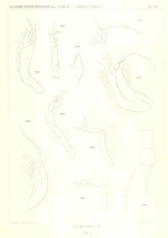 Reproducción/Reproduction 49489707527: Wissenschaftliche Ergebnisse der Deutschen Tiefsee-Expedition auf dem Dampfer ""Valdivia"" 1898-1899.. Jena,G. Fischer,1902-40.. 
