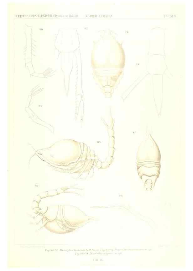 Reproducción/Reproduction 49488999963: Wissenschaftliche Ergebnisse der Deutschen Tiefsee-Expedition auf dem Dampfer ""Valdivia"" 1898-1899.. Jena,G. Fischer,1902-40.. 