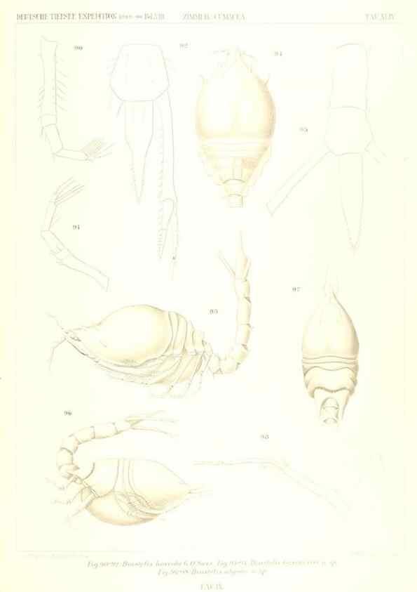 Reproducción/Reproduction 49488999963: Wissenschaftliche Ergebnisse der Deutschen Tiefsee-Expedition auf dem Dampfer ""Valdivia"" 1898-1899.. Jena,G. Fischer,1902-40.. 