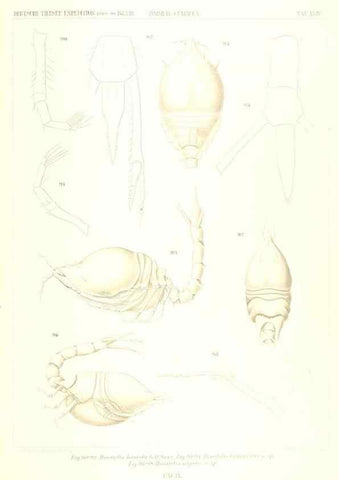 Reproducción/Reproduction 49488999963: Wissenschaftliche Ergebnisse der Deutschen Tiefsee-Expedition auf dem Dampfer ""Valdivia"" 1898-1899.. Jena,G. Fischer,1902-40.. 