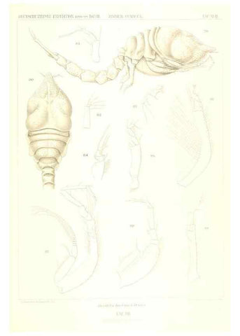 Reproducción/Reproduction 49489706967: Wissenschaftliche Ergebnisse der Deutschen Tiefsee-Expedition auf dem Dampfer ""Valdivia"" 1898-1899.. Jena,G. Fischer,1902-40.. 