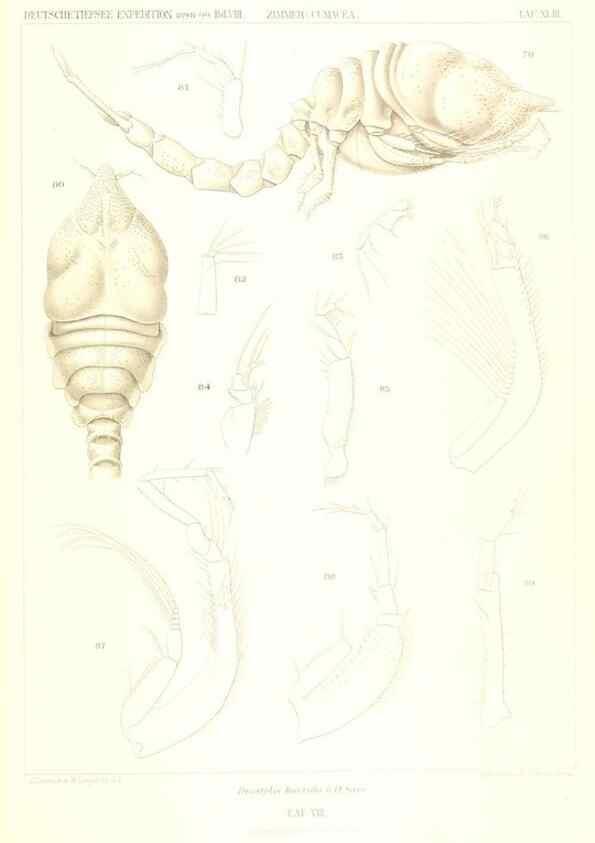 Reproducción/Reproduction 49489706967: Wissenschaftliche Ergebnisse der Deutschen Tiefsee-Expedition auf dem Dampfer ""Valdivia"" 1898-1899.. Jena,G. Fischer,1902-40.. 