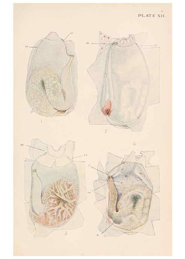 Reproducción/Reproduction 49487882473: The British Tunicata;. London,Printed for the Ray society,1905-12.. 