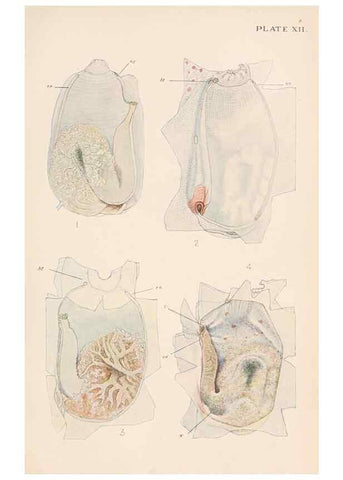Reproducción/Reproduction 49487882473: The British Tunicata;. London,Printed for the Ray society,1905-12.. 