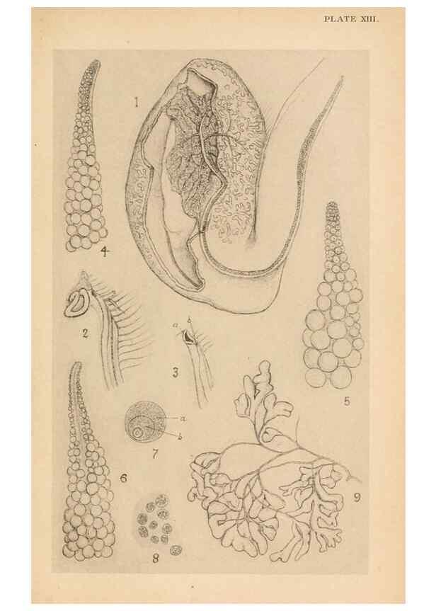 Reproducción/Reproduction 49487882793: The British Tunicata;. London,Printed for the Ray society,1905-12.. 