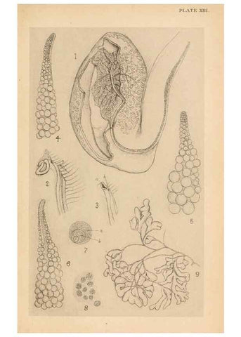 Reproducción/Reproduction 49487882793: The British Tunicata;. London,Printed for the Ray society,1905-12.. 