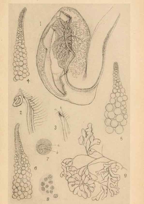 Reproducción/Reproduction 49487882793: The British Tunicata;. London,Printed for the Ray society,1905-12.. 