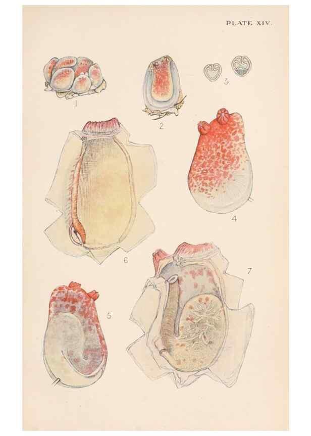 Reproducción/Reproduction 49488587967: The British Tunicata;. London,Printed for the Ray society,1905-12.. 