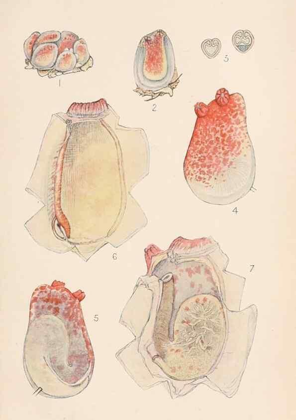 Reproducción/Reproduction 49488587967: The British Tunicata;. London,Printed for the Ray society,1905-12.. 