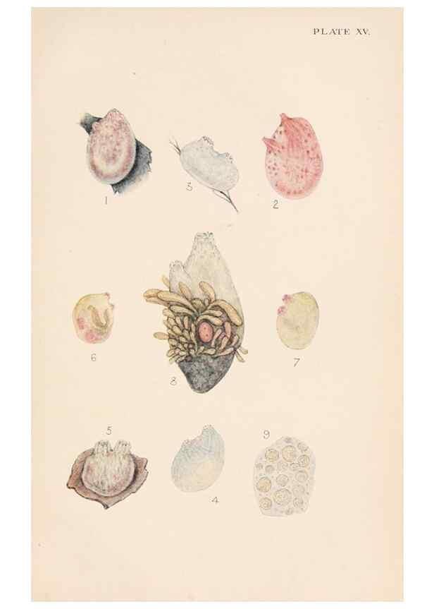 Reproducción/Reproduction 49488379216: The British Tunicata;. London,Printed for the Ray society,1905-12.. 