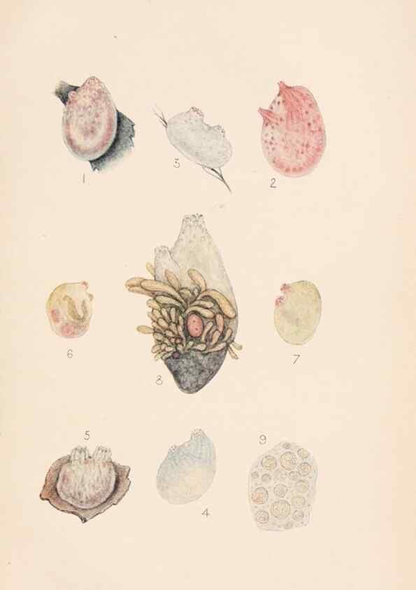 Reproducción/Reproduction 49488379216: The British Tunicata;. London,Printed for the Ray society,1905-12.. 