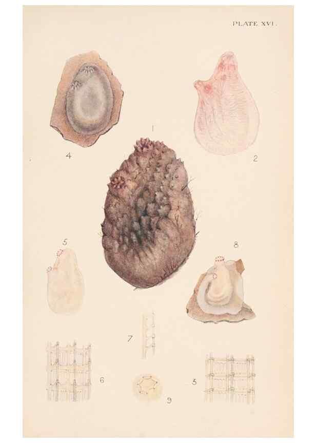 Reproducción/Reproduction 49487883758: The British Tunicata;. London,Printed for the Ray society,1905-12.. 