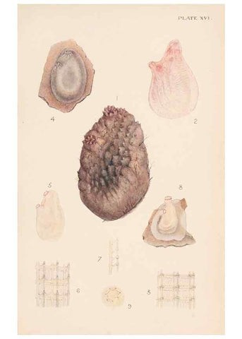 Reproducción/Reproduction 49487883758: The British Tunicata;. London,Printed for the Ray society,1905-12.. 