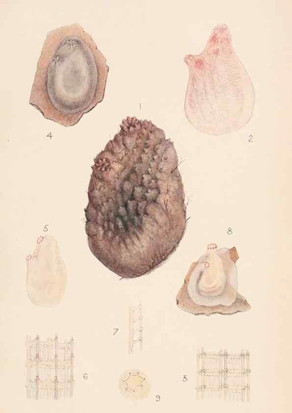 Reproducción/Reproduction 49487883758: The British Tunicata;. London,Printed for the Ray society,1905-12.. 