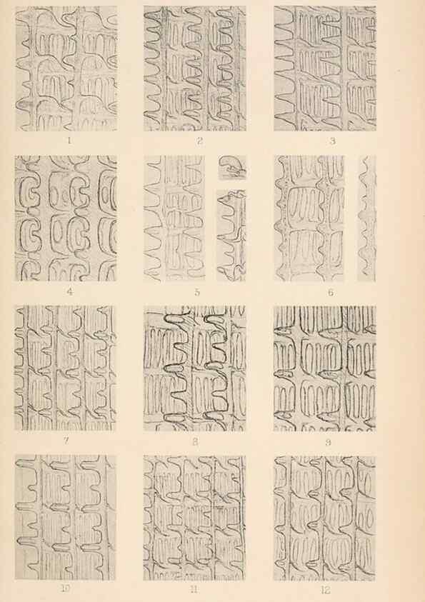 Reproducción/Reproduction 49488588902: The British Tunicata;. London,Printed for the Ray society,1905-12.. 