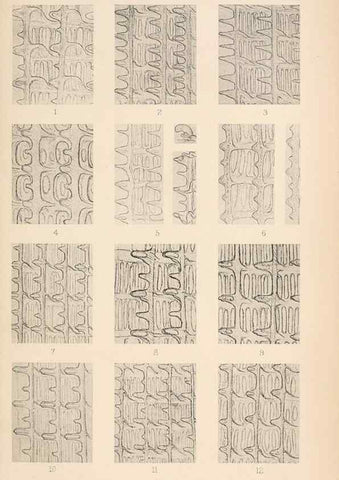 Reproducción/Reproduction 49488588902: The British Tunicata;. London,Printed for the Ray society,1905-12.. 