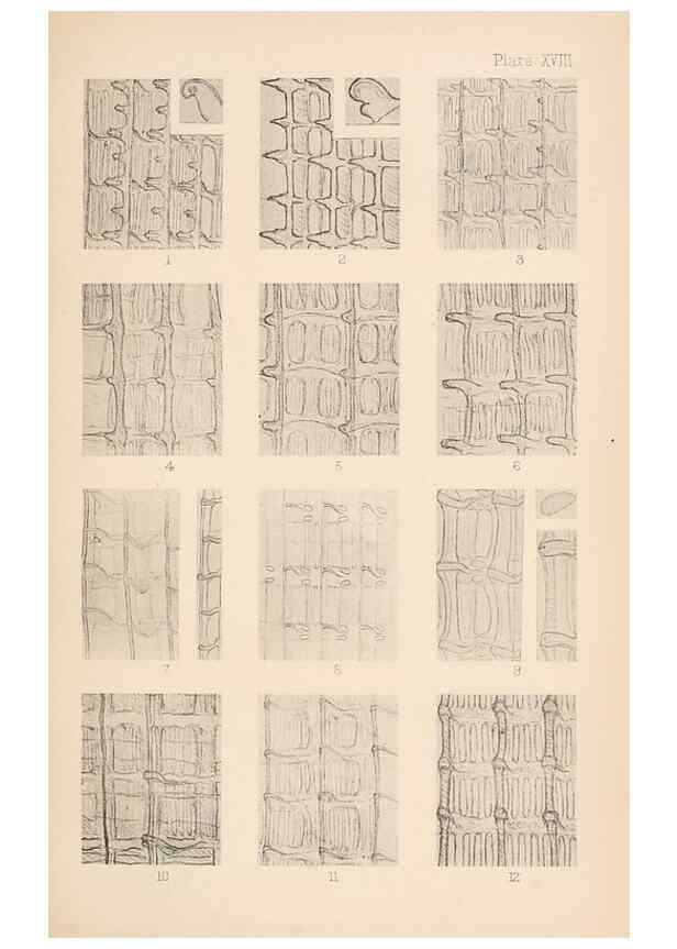 Reproducción/Reproduction 49488589247: The British Tunicata;. London,Printed for the Ray society,1905-12.. 