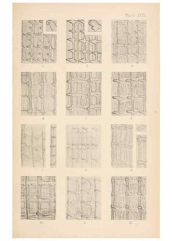 Reproducción/Reproduction 49488589247: The British Tunicata;. London,Printed for the Ray society,1905-12.. 