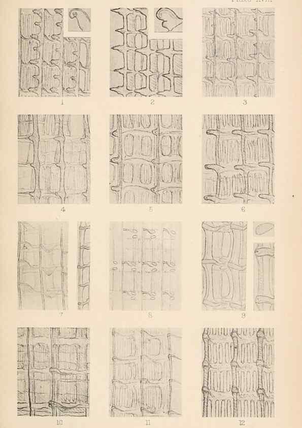Reproducción/Reproduction 49488589247: The British Tunicata;. London,Printed for the Ray society,1905-12.. 