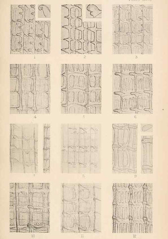 Reproducción/Reproduction 49488589247: The British Tunicata;. London,Printed for the Ray society,1905-12.. 