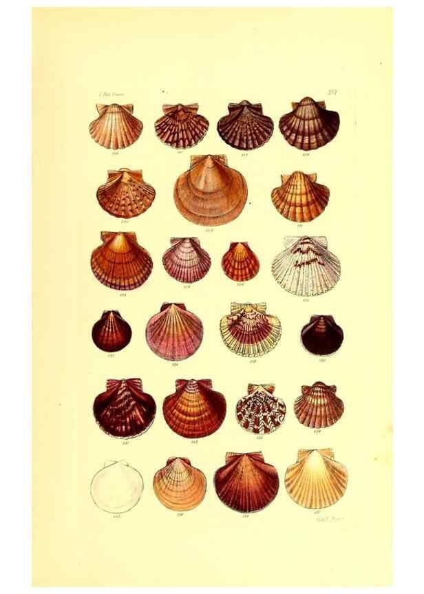 Reproducción/Reproduction 49491834206: Thesaurus conchyliorum, or, Monographs of genera of shells. London :Sowerby ...,1847-1887.. 