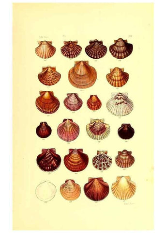 Reproducción/Reproduction 49491834206: Thesaurus conchyliorum, or, Monographs of genera of shells. London :Sowerby ...,1847-1887.. 