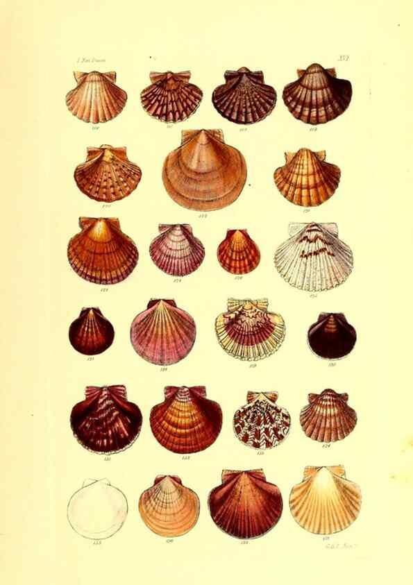 Reproducción/Reproduction 49491834206: Thesaurus conchyliorum, or, Monographs of genera of shells. London :Sowerby ...,1847-1887.. 