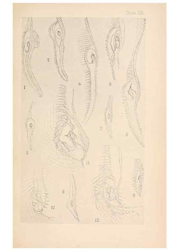 Reproducción/Reproduction 49487884728: The British Tunicata;. London,Printed for the Ray society,1905-12.. 