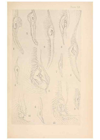 Reproducción/Reproduction 49487884728: The British Tunicata;. London,Printed for the Ray society,1905-12.. 