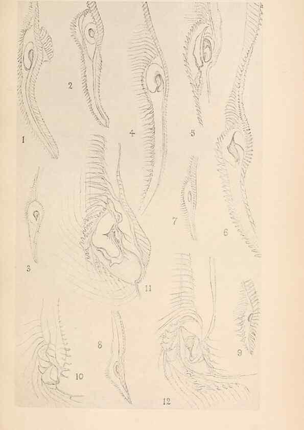 Reproducción/Reproduction 49487884728: The British Tunicata;. London,Printed for the Ray society,1905-12.. 