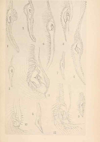 Reproducción/Reproduction 49487884728: The British Tunicata;. London,Printed for the Ray society,1905-12.. 