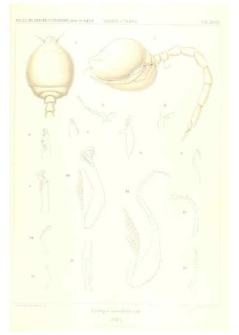 Reproducción/Reproduction 49488998183: Wissenschaftliche Ergebnisse der Deutschen Tiefsee-Expedition auf dem Dampfer ""Valdivia"" 1898-1899.. Jena,G. Fischer,1902-40.. 