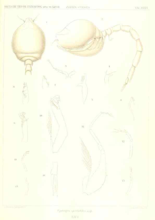 Reproducción/Reproduction 49488998183: Wissenschaftliche Ergebnisse der Deutschen Tiefsee-Expedition auf dem Dampfer ""Valdivia"" 1898-1899.. Jena,G. Fischer,1902-40.. 