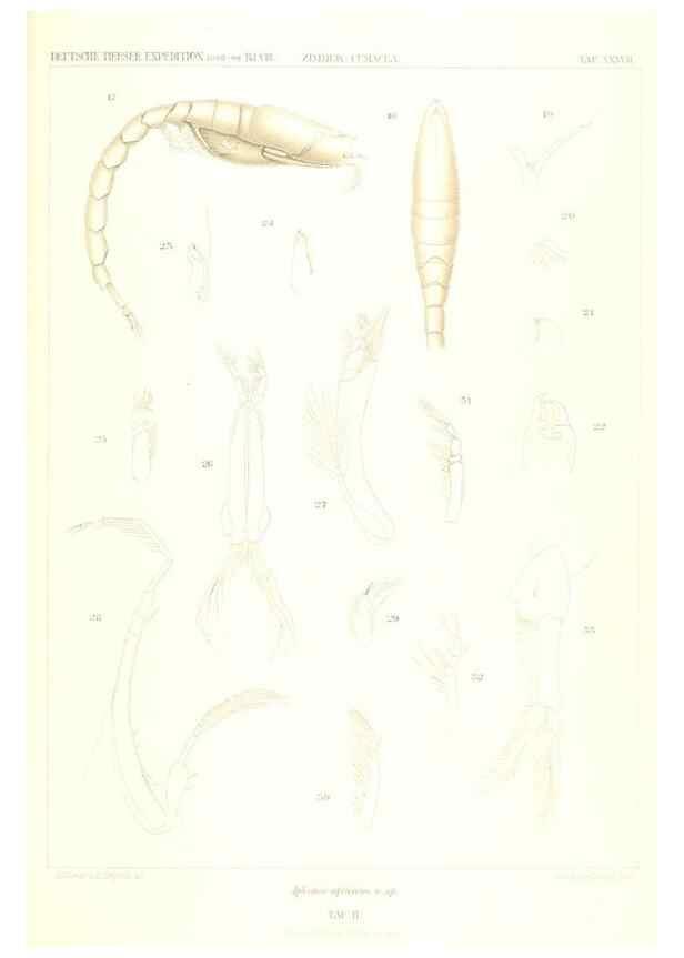 Reproducción/Reproduction 49489705562: Wissenschaftliche Ergebnisse der Deutschen Tiefsee-Expedition auf dem Dampfer ""Valdivia"" 1898-1899.. Jena,G. Fischer,1902-40.. 