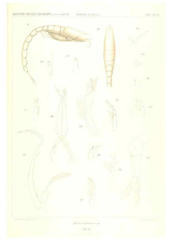 Reproducción/Reproduction 49489705562: Wissenschaftliche Ergebnisse der Deutschen Tiefsee-Expedition auf dem Dampfer ""Valdivia"" 1898-1899.. Jena,G. Fischer,1902-40.. 
