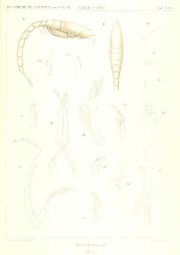 Reproducción/Reproduction 49489705562: Wissenschaftliche Ergebnisse der Deutschen Tiefsee-Expedition auf dem Dampfer ""Valdivia"" 1898-1899.. Jena,G. Fischer,1902-40.. 